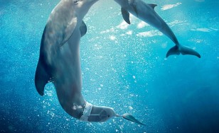 Poster for the movie "Dolphin Tale 2"